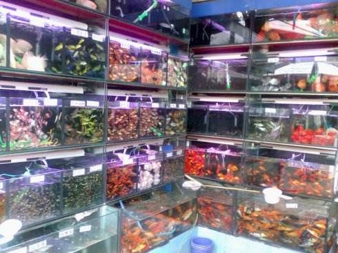 南宁聚仙花鸟旅游商品综合市场