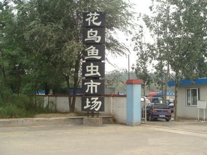 ���ˮ�ϴ廨������г�