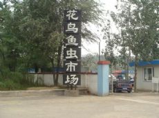 ���ˮ�ϴ廨������г�ͼƬ