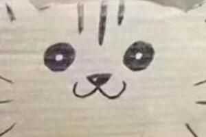 梗 有猫了是什么梗