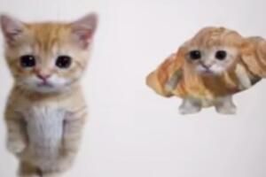 梗 可颂猫是什么意思