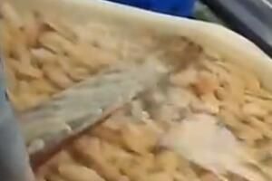 海鲜 海鲜加工厂的狠活:硼砂泡出黄金鲍是怎么回事