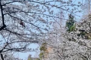 网络用语 鸡鸣寺的樱花开了什么网络梗