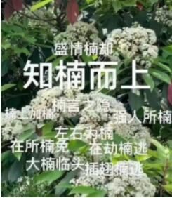 ʯ骻��������ʲô��˼
