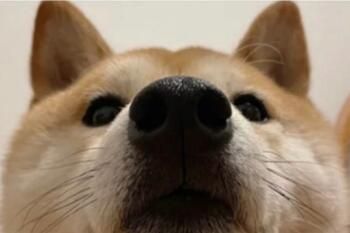 ллС����ʲô��