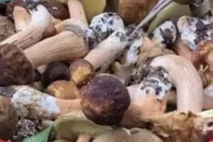 梗 先菌子后小人是什么梗