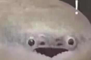 �����������ʲô��
