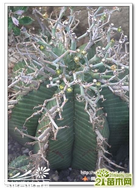 (Euphorbia valida)ͼƬ
