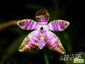 ·º Phalaenopsis lueddemanniana