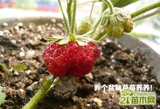 盆栽草莓种植方法与注意事项