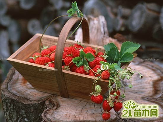盆栽草莓种植方法与注意事项2
