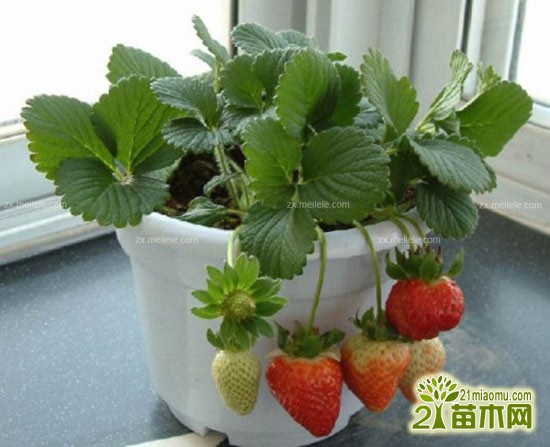 盆栽草莓种植方法与注意事项3