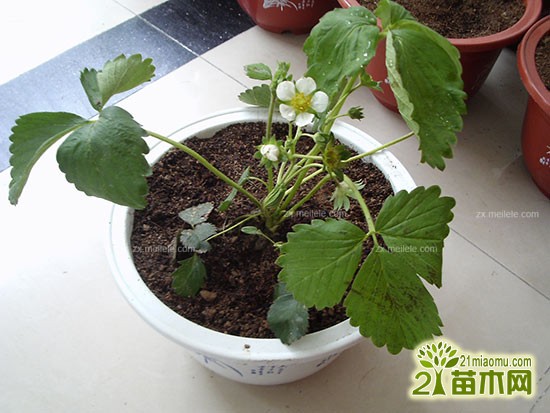 盆栽草莓种植方法与注意事项4
