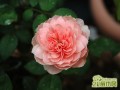 ˣThe Alnwick Rose  ˳ǱThe Alnwick Rose 