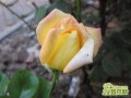 ƺƽ¼(Rosa chinensis Jacq. cv. Yellow Peace)
