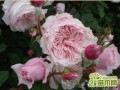 Ŷ¼(Antique Rose)