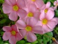 ݣOxalis obtusa spring charm pink