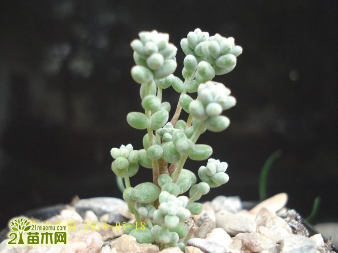 Sedum brevifolium quinquefarium