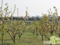 梨树花期要怎么养护管理能多结果