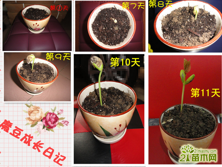 磨豆种子怎么种 魔豆的播种种植方法(图)