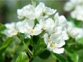 盆栽荼蘼花日常养护中的三大注意事项