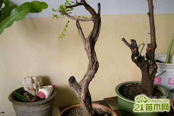 酸枣树盆景怎么制作 酸枣树盆景的培育养护方法