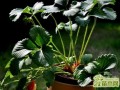 盆栽草莓用哪些肥料长得好 草莓的盆栽种植养护方法