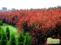 红叶石楠如何养殖？红叶石楠扦插种植方法详解