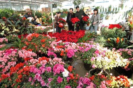 湖南长沙较好的花卉市场在哪里