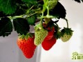 阳台盆栽草莓的种植养护秘诀