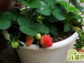 如何养活盆栽草莓  盆栽草莓日常养护技巧