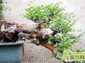 榆树老桩盆景制作养护方法（附视频）