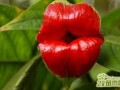 嘴唇花是什么样的花【图片欣赏】  嘴唇花介绍