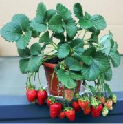 阳台种草莓好种吗盆栽草莓容易结果吗