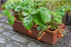 阳台草莓盆栽种植季节时间和注意事项