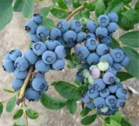 教你南方适合种什么品种的蓝莓这几个品种果多好种