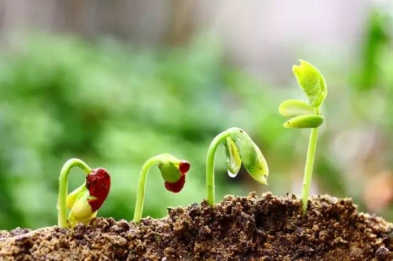 植物缺肥症状及对应的花肥沤制方法