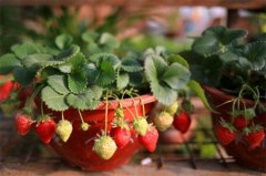 草莓盆栽怎么种？草莓盆栽的种植方法