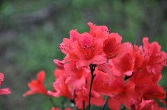 映山红用什么土种好 杜鹃花的栽培方法