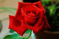 52朵玫瑰花的花语是什么