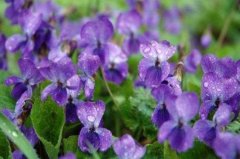 紫罗兰品种大全