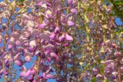 紫藤怎么种 养殖方法和注意事项