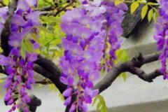 紫藤花开花持久花繁叶茂的养护技巧