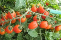 盆栽小西红柿出现病虫害用什么方法治理