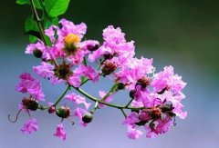 盆栽紫薇花的养护技巧