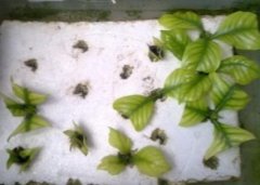 栀子花水插生根后的移栽养护方法
