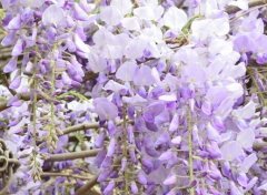 紫藤盆景的养护管理方法