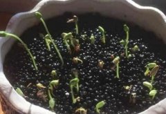 石榴种子怎么发芽